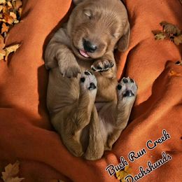 GRAHAM - Red male Dachshund puppy in Greenfield, Ohio from Buck Run Creek Dachshunds & Labradors