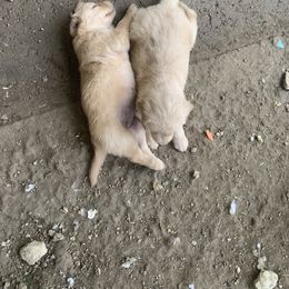 Golden Retriever Puppies from 3 Gun Retrievers