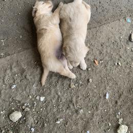 Golden Retriever Puppies from 3 Gun Retrievers