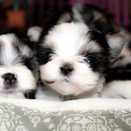 Biewer Terrier Puppies from Imperial BabyDoll Biewers
