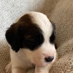 Saint Berdoodle Puppies from Tempe Town Saint Berdoodles