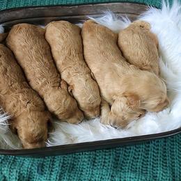 Goldendoodle, Labradoodle, Poodle, and Saint Berdoodle Puppies from Dent’s Doodles