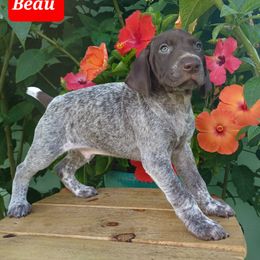 Beau - Liver roan male German Shorthaired Pointer puppy in Elberta, Alabama from Old Orchard Farm