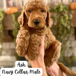 Ash- Navy Collar - Apricot male Goldendoodle puppy in Taylorsville, North Carolina from Doggone Dixie Doodles