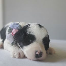 Bernedoodles and Goldendoodles from Adirondack Poodles Goldendoodles,Bernedoodles & Schnoodles