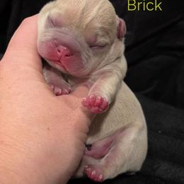 Brick - Blue fawn male French Bulldog puppy in Moses Lake, Washington from Edgewater Frenchies