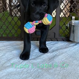 Labrador Retriever Puppies from Triple L Labs & Co.