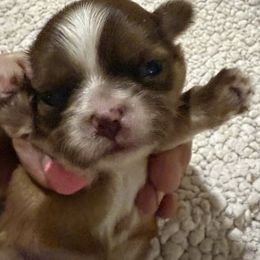 Auriel - Liver female Shih Tzu puppy in Corpus Christi, Texas from Pam Crump Shih Tzu