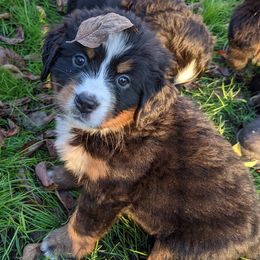 Bernese Mountain Dogs from Black Forest Bernese