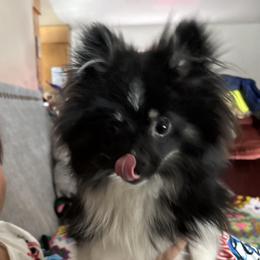 Pomeranian All Grown Up from Picture Perfect Poms