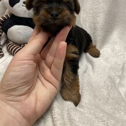 Yorkshire Terrier Puppies from Katie’s Yorkies