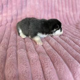 Matilda - Blue female Pomsky puppy in Aberdeen, Idaho from Willow Creek Cresteds