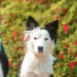 Border Collies from Croisan Creek Border Collies