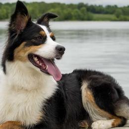 Australian Shepherds from Athena’s Aussies