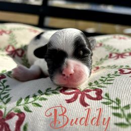 Buddy - Black male Goldendoodle puppy in Greenville, North Carolina from ENC Goldendoodles