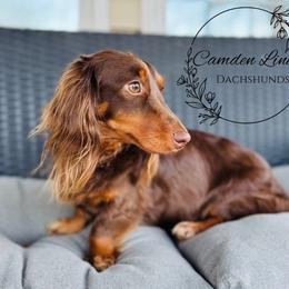 Remi - Dachshund