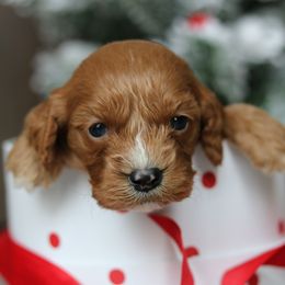 Cavapoo Puppies from Cavakennels.pnw