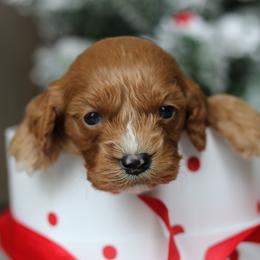 Cavapoo Puppies from Cavakennels.pnw
