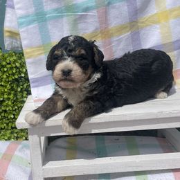 Boy 3 - Tri-color Bernedoodle puppy in Amherst, Nebraska from Pile Family Goldendoodles