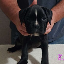 Pink Girl #1 - Brindle Boxer puppy in Marion, North Carolina from Captivating Kennel