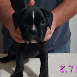 Pink Girl #1 - Brindle Boxer puppy in Marion, North Carolina from Captivating Kennel