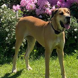 Great Danes from Fox Hill Danes