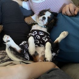 Cavalier King Charles Spaniel Puppies from Kimberlys Cavalier Palace