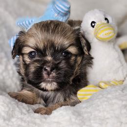 Garbanzo Bean - Sable male Tibetan Spaniel puppy in Vancouver, Washington from Trillium Tibetan Spaniels