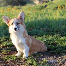 Lollipop - Red female Pembroke Welsh Corgi puppy in Caliente, California from Rafter Cross 7