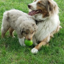 Australian Shepherd Puppies from Willie Great Aussies