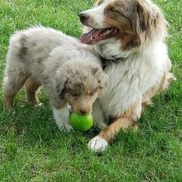 Australian Shepherd Puppies from Willie Great Aussies