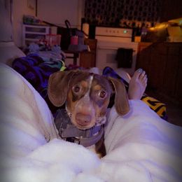 Dachshund Puppies from SouthernMama Doxies