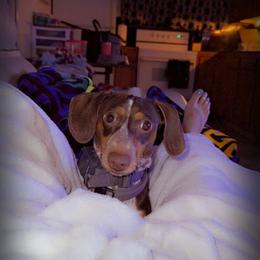 Dachshund Puppies from SouthernMama Doxies