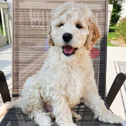 Chase - Cream male Goldendoodle puppy in Rochester, New York from Sandy Creek Doodles