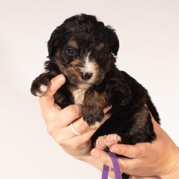 Bernedoodle Puppies from Bernedoodles & Doodles of the Ozarks