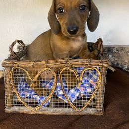 Dachshund Puppies from Yellowstone Dachshunds