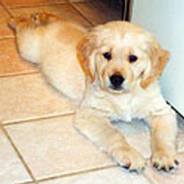 Golden Retrievers from GambitGoldens