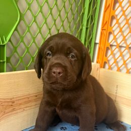 Labrador Retriever Puppies from Oksana Soroka