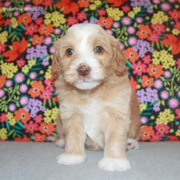 Oleander - Caramel male Australian Labradoodle puppy in Hackettstown, New Jersey from Sunny Heart Doodles
