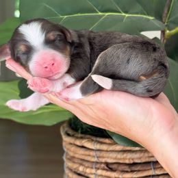 Izzy - Blue merle female Bernedoodle puppy in Yuciapa, California from AlltheDoodlez_
