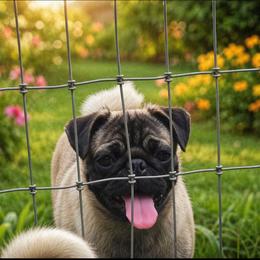 Winnie - Pug