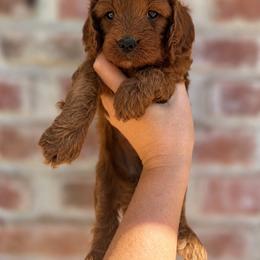Autumn - Red female Cavapoo puppy in Roseville, California from Lipscomb Doodles