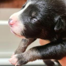Puppy 3 -Female - Tri-color female Border Collie puppy in Danielsville, Georgia from MABorderCollies