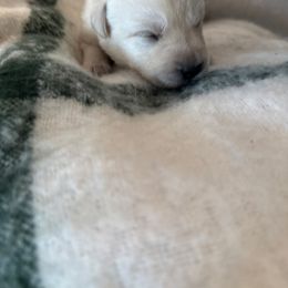 Boy 5 - Yellow male Labrador Retriever puppy in Isanti, Minnesota from Four Corners Family Labs