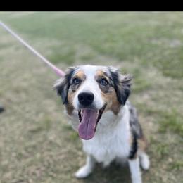 Australian Shepherd puppies from Southern Sky Aussies