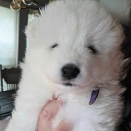 PURPLE - White female Samoyed puppy in San Antonio, Texas from Hill Country Samoyeds