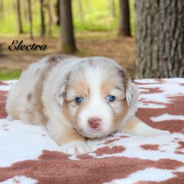 Electra - Red merle female Australian Shepherd puppy in Coldwater, Michigan from Northern Star Australian Shepherds