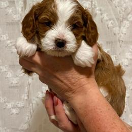 Nash - Tri-color male Cavapoo puppy in Cedar City, Utah from Pearson's Poodles