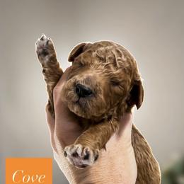 Cove - Red  male Goldendoodle puppy in Escalon, California from Miley&Co.