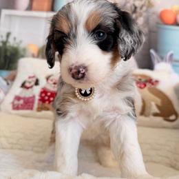 Misty - Blue merle female Aussiedoodle puppy in Dickerson, Maryland from Pawsome Aussie Doodles and Oodles